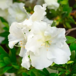 Azalea 'Gumpo White' U.S.D.A. Hardiness Zones 7-9 - 1pc - Cottage Hill -Sunnydaze Store GUEST 70f327cd c01d 4d35 a0f0 dedd8285324b