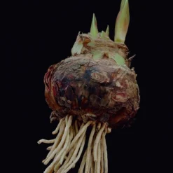 Van Zyverden Amaryllis Cherry Nymph Flower Bulb With Southwest Metal Cachepot -Sunnydaze Store GUEST 7580982a c45e 49ec bd7b d08b77e0a4e1 2