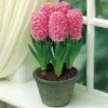 Van Zyverden 5ct Bulbs Hyacinth Indoor Forcing Pink Pearl Flower Bulb Set -Sunnydaze Store GUEST 76490895 a5ba 4d97 a7ff 1987d365671f