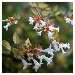 Abelia 'Francis Mason' 1pc - National Plant Network U.S.D.A Hardiness Zone 6-9 - 2.25 Gallon -Sunnydaze Store GUEST 7c776f73 2fea 458a 9dd8 91bb4d9841c6