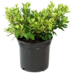 Encore Azalea Autumn 'Twist' 3gal U.S.D.A. Hardiness Zones 6-10 - 1pc - National Plant Network -Sunnydaze Store GUEST 7c781017 e7cb 43e0 bb74 87b1e8c1c0a2 2