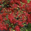 2.25gal Girard Crimson Azalea Plant With Red Blooms - National Plant Network