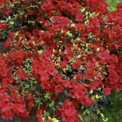 2.25gal Girard Crimson Azalea Plant With Red Blooms - National Plant Network
