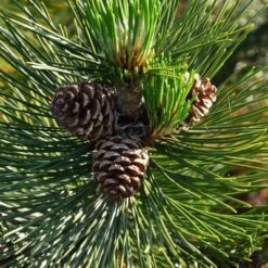 2.25gal Loblolly Pine Tree - National Plant Network -Sunnydaze Store GUEST 818f754a 0604 4d1e 8353 30f2e40da235