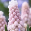 10ct Grape Hyacinths Pink Sunrise Bulbs - Van Zyverden -Sunnydaze Store GUEST 830df921 da90 4de8 9a29 3a07f1e69ca7