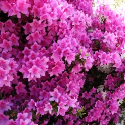 Azalea 'Formosa' 1pc U.S.D.A. Hardiness Zones 8-9 National Plant Network 2.25gal -Sunnydaze Store GUEST 8380a73e c62b 4022 a6b4 82f17e63271f