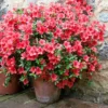 Azalea 'Amagasa' U.S.D.A. Hardiness Zones 7-9 - 1pc - Cottage Hill -Sunnydaze Store GUEST 83febb84 008a 42a0 83b9 02a3f58d34ca