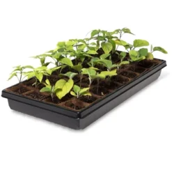 2” Square Biodegradable Pots And Tray Set