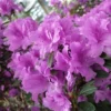 2.25gal Elsie Lee Azalea Plant With Purple Blooms - National Plant Network -Sunnydaze Store GUEST 86c51822 7246 4b2d 8581 dca732cef7e2