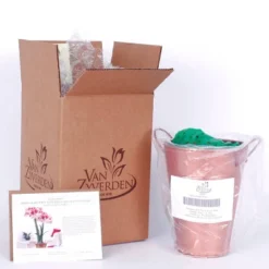 Van Zyverden Amaryllis Red Popov Flower Bulb With Artisan Decorative Planter -Sunnydaze Store GUEST 88850e9d 516b 40d0 9415 49799eb90ad0