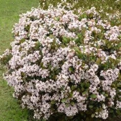 Indian Hawthorn 'Snow White' 2.25gal U.S.D.A. Hardiness Zones 8-10 - 1pc - National Plant Network -Sunnydaze Store GUEST 897595d3 7dbe 4639 91ca 14d92ce8f2a1