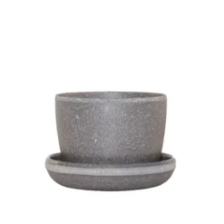 Ponytail Palm In 3" Planter - National Plant Network -Sunnydaze Store GUEST 8ade5200 fb28 4556 9aad c659ecfc1e58