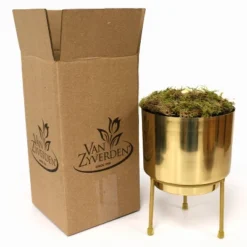 Amaryllis Striped Amadeus Preplanted Bulb With Brass Finish Iron Planter And Stand - Van Zyverden -Sunnydaze Store GUEST 8fae0407 460b 4501 b108 575000b8724e