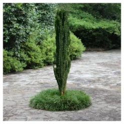 Sky Pencil Holly - National Plant Network