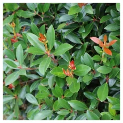 Cleyera Japonica 1pc - National Plant Network U.S.D.A Hardiness Zone 7-9 - 2.5 Quart -Sunnydaze Store GUEST 947657e7 3a33 460e bf5e 7f070774c42c