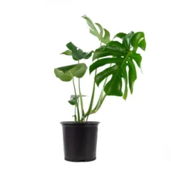 10" Monstera Swiss Cheese Plant - National Plant Network -Sunnydaze Store GUEST 95565701 2830 41e3 9789 184fd33ec6d9
