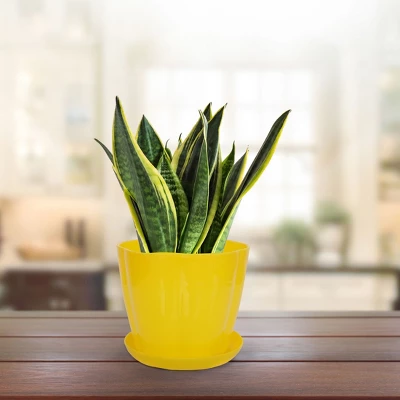 Unique Bargains Plastic Petal Shaped Home Garden Plant Planter Flower Pot With Tray 6"x5"x4.13" 1 Pc 7 Unique Bargains Plastic Petal Shaped Home Garden Plant Planter Flower Pot With Tray 6"x5"x4.13" 1 Pc - Image 5