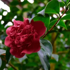 2.5qt Black Magic Camellia Japonica Plant With Dark Red Blooms - National Plant Network -Sunnydaze Store GUEST 99563b24 4e3a 4457 9d54 d587eb83f8f3