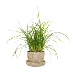 Ponytail Palm In 3" Planter - National Plant Network -Sunnydaze Store GUEST 9ba32367 558c 4925 a4fa e8419c64f0e0