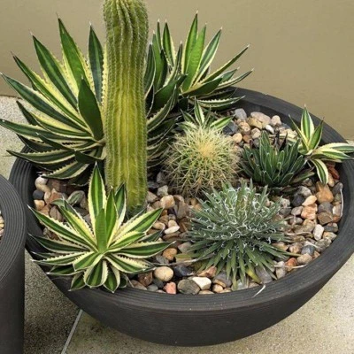 Crescent Garden Delano Plastic Planter Baskets Golden Bronze 3 Crescent Garden Delano Plastic Planter Baskets Golden Bronze