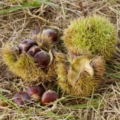 2.25gal Chinese Chestnut Tree - National Plant Network -Sunnydaze Store GUEST 9e4c54fa 9635 41fe 9cf3 0e6bbcb67198