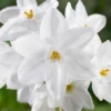 Van Zyverden 4ct Narcissus White Flower Bulbs With Chalk Metal Cachepot -Sunnydaze Store GUEST 9f70956b 61ca 4e0f adad 369359e34333