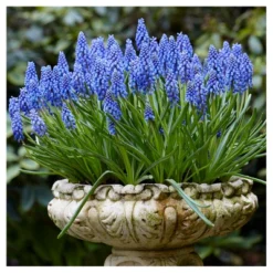 Spring Time Favorites Bulb Collection Set Of 75 Bulbs - Red/Yellow/Blue - Van Zyverden -Sunnydaze Store GUEST a2e40c4f 5f9d 4584 922a a70a26489a19