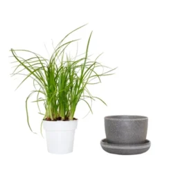 Ponytail Palm In 3" Planter - National Plant Network -Sunnydaze Store GUEST a4bacc44 cb6d 4c79 bb29 bf22c395c9eb