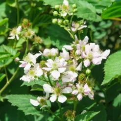 Bushel And Berry Blackberry 'Baby Cakes' 1pc Seasonal U.S.D.A. Hardiness Zones 4-8 National Plant Network 2.5qt -Sunnydaze Store GUEST a748c794 a29f 42a9 a7db 6b49e510f7d0