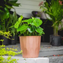 10" Monstera Swiss Cheese Plant - National Plant Network -Sunnydaze Store GUEST a78ead8f 0dec 47a1 a2d2 0a50e0f61168