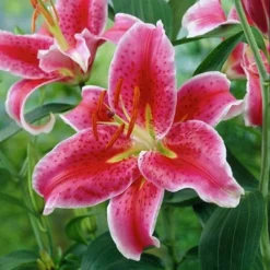 Lilies Oriental Stargazer - Set Of 12 Bulbs - Van Zyverden -Sunnydaze Store GUEST a9c96aa9 a1ce 441d 8a43 c61f1369f692