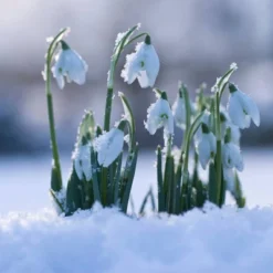 25ct Galanthus Snowdrops Bulbs - Van Zyverden