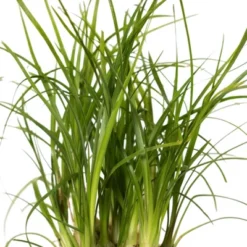 Ponytail Palm In 3" Planter - National Plant Network -Sunnydaze Store GUEST ae3f5963 98f8 4db5 bf9f 31db97122759