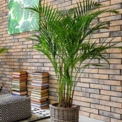 Majesty Palm - National Plant Network -Sunnydaze Store GUEST aed957fc 0ae7 45ad a4d5 e33516b3deb6