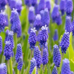 25ct Muscari Dark Eyes Blue Bulbs - Van Zyverden