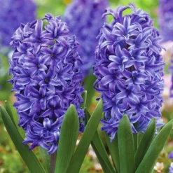 Van Zyverden 41ct Bulbs Affinity Multicolored Spring Blooming Patio Planter Set -Sunnydaze Store GUEST b515f7be b078 44ec 96b9 cd76acb7ff4b