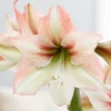 Van Zyverden Amaryllis Multicolored Flower Bulb With Flower Burst Metal Cachepot -Sunnydaze Store GUEST b707e558 67b5 4084 91ef 0cedb196d650