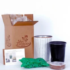 Van Zyverden 4ct Narcissus White Flower Bulbs With Chalk Metal Cachepot -Sunnydaze Store GUEST bbe69c96 95a6 483c bbf9 15d33fefc7dd