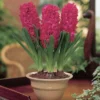 Van Zyverden 5ct Hyacinth Red Indoor Forcing Jan Bos Flower Bulb Set -Sunnydaze Store GUEST bcaa5369 480c 49e0 a832 c326fac9a2e6