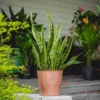 2Gal Snake Plant 'Laurentii' Sansaveria Plant In 10" Grower's Pot - National Plant Network -Sunnydaze Store GUEST bcbc5fd7 e791 47b1 a0b8 cefcff97ff04