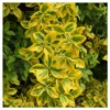 Euonymus 'Golden' 1pc In 2.5 Quart Container - National Plant Network - U.S.D.A. Hardiness Zones 6 - 9 -Sunnydaze Store GUEST bd949b68 9e90 4904 b77a 2cfa31f2cdd9 1