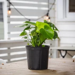 10" Monstera Swiss Cheese Plant - National Plant Network -Sunnydaze Store GUEST c14d0e65 f28e 4a64 b549 2a4eb70930ef