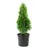 Arborvitae 'Emerald Green' 1pc - National Plant Network U.S.D.A Hardiness Zone 4-9 - 2.25 Gallon -Sunnydaze Store GUEST c1eea6c5 cb2c 42d9 af77 0e06719bae01
