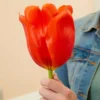 10ct Tulips Giant Orange Sunrise Bulbs - Van Zyverden