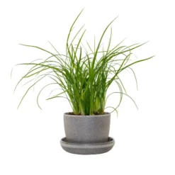 Ponytail Palm In 3" Planter - National Plant Network -Sunnydaze Store GUEST c2548e38 c08d 4660 98db 0f1160c55c8f