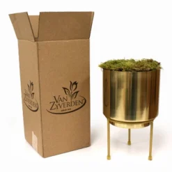 9ct Narcissus Paperwhite Inbal Preplanted Bulb With Iron Brass Finish Large Planter And Stand - Van Zyverden -Sunnydaze Store GUEST c4190a6e 7ec5 43b5 87cb 4632d5f77849