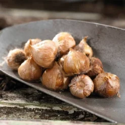 Van Zyverden 6ct Oxalis White Flower Bulb Set With Artisan Decorative Planter