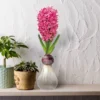Fragrant Pink Hyacinth Bulb With Forcing Vase - National Plant Network -Sunnydaze Store GUEST c62b49e0 ece0 499b 93b5 b78a8583a664