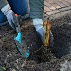 Van Zyverden Set Of 3 Roots Bearded Iris Champagne Elegance -Sunnydaze Store GUEST c9426e2e 04ac 48d2 a640 dd1acba3de3d