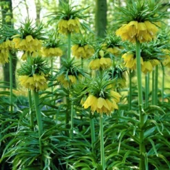 3ct Fritillaria Lutea Bulbs - Van Zyverden